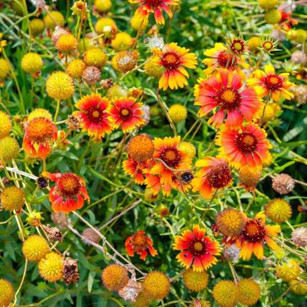 gaillardia-goblin-flower-seeds-2 gaillardia-goblin-flower-seeds-2