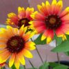 gaillardia-goblin-flower-seeds-4