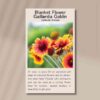 gaillardia-goblin-front