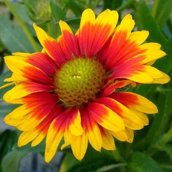 gaillardia-goblin-seeds gaillardia-goblin-seeds