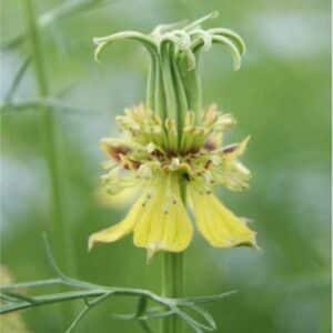 Nigella Transformer