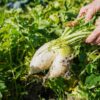 radish-daikon-seeds-2