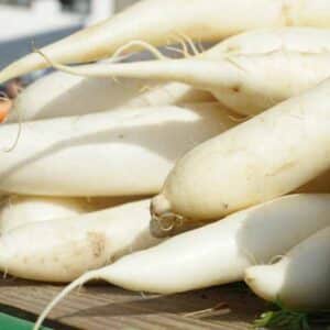 Radish Daikon