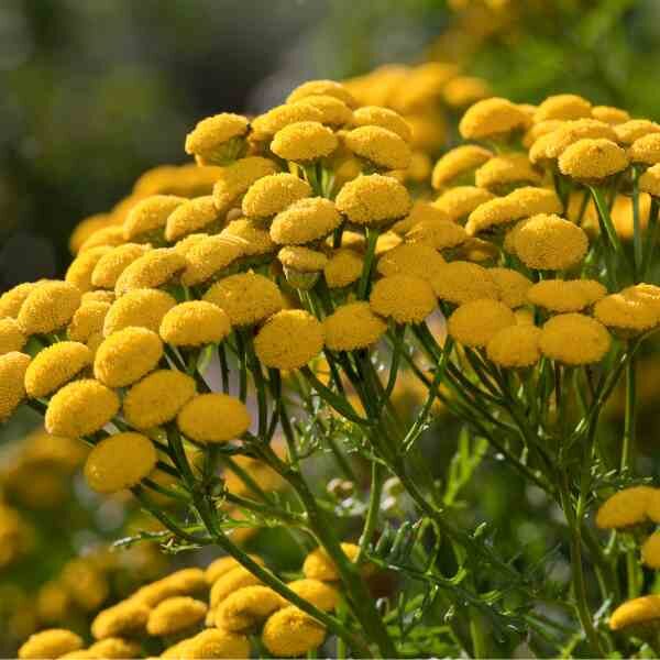 tansy-seeds-1 tansy-seeds-1