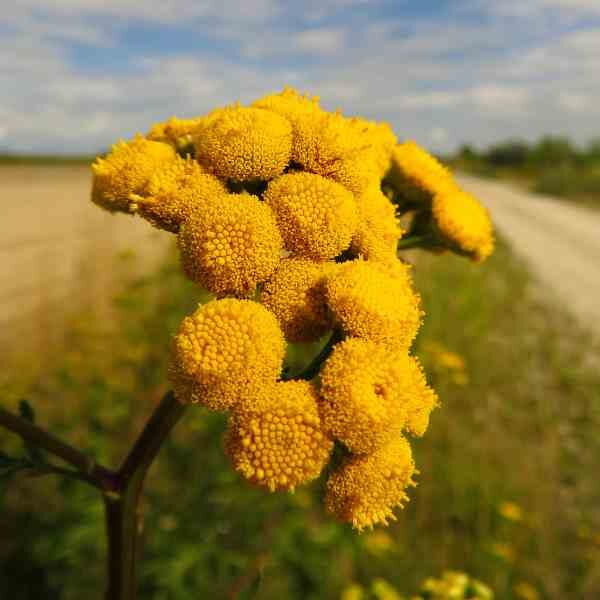 tansy-seeds-2 tansy-seeds-2