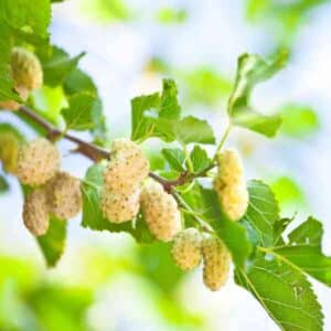 White Mulberry