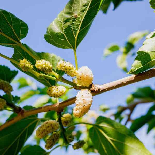 white-mulberry-seeds-6 white-mulberry-seeds-6
