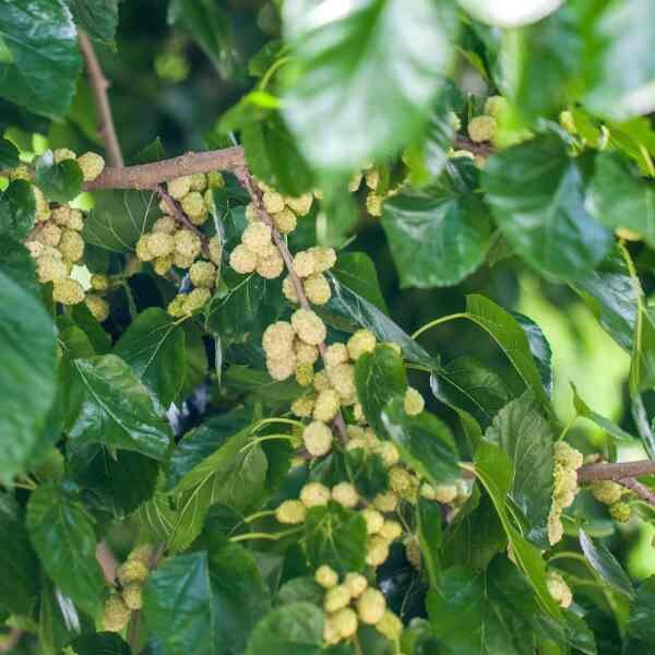 white-mulberry-seeds-6 white-mulberry-seeds-6