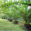 white-mulberry-seeds-7