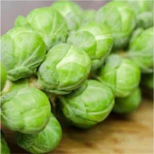 Brussel Sprout
