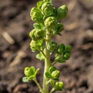brussels-sprouts-groniger-seeds-2 (1)