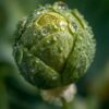 brussels-sprouts-groniger-seeds-2