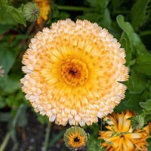 Calendula Pink Surprise