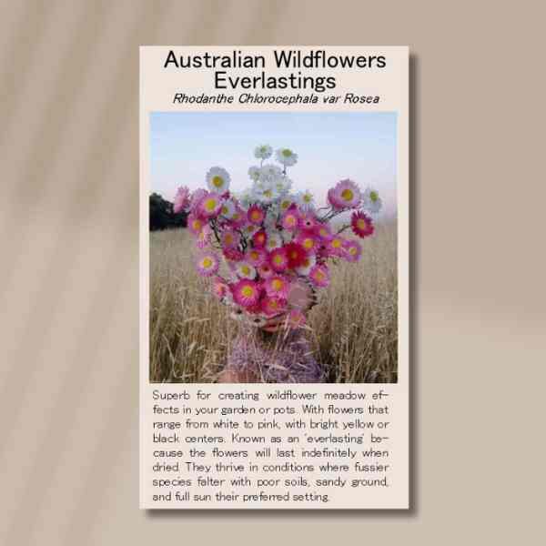 everlastings-front everlastings-front