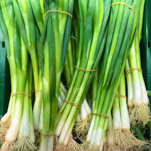 spring-onion-lisbon-seeds-1 spring-onion-lisbon-seeds-1