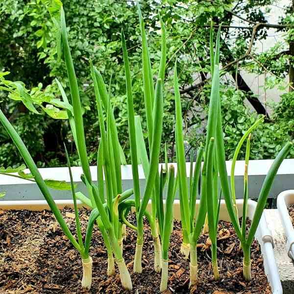 spring-onion-lisbon-seeds-3 spring-onion-lisbon-seeds-3