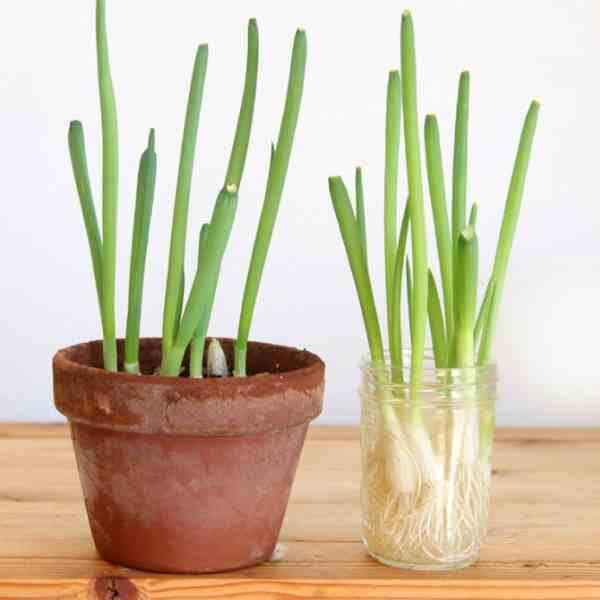 spring-onion-lisbon-seeds-4 spring-onion-lisbon-seeds-4