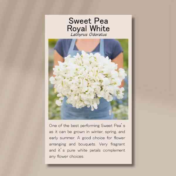 sweet-pea-royal-white-back sweet-pea-royal-white-back