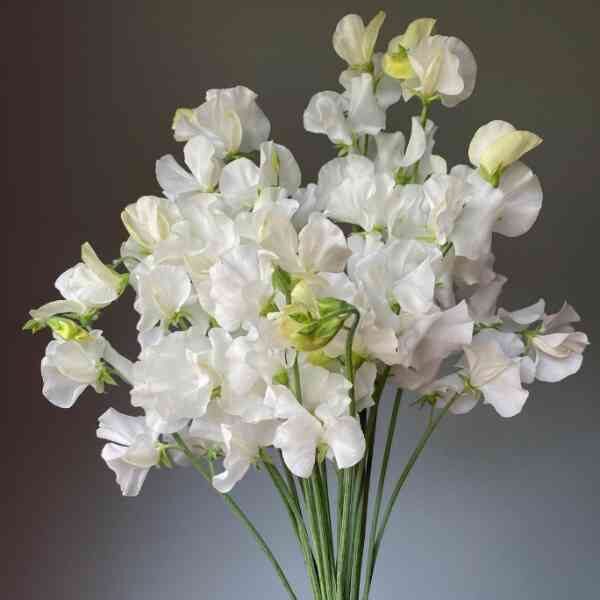 sweetpea-royal-white-seeds 2 sweetpea-royal-white-seeds 2