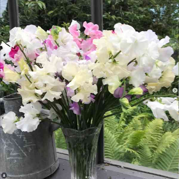 sweetpea royal white seeds 4