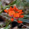 Coral vine flowers