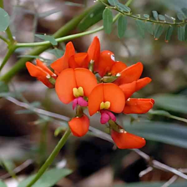 coral-vine-seeds-9 Coral vine flowers