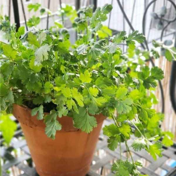 coriander eureka seeds