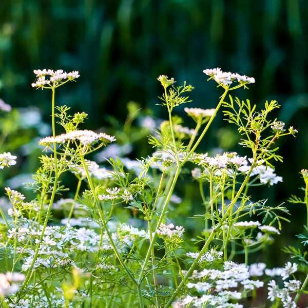 herb-coriander-eureka-seed-4 herb-coriander-eureka-seed-4
