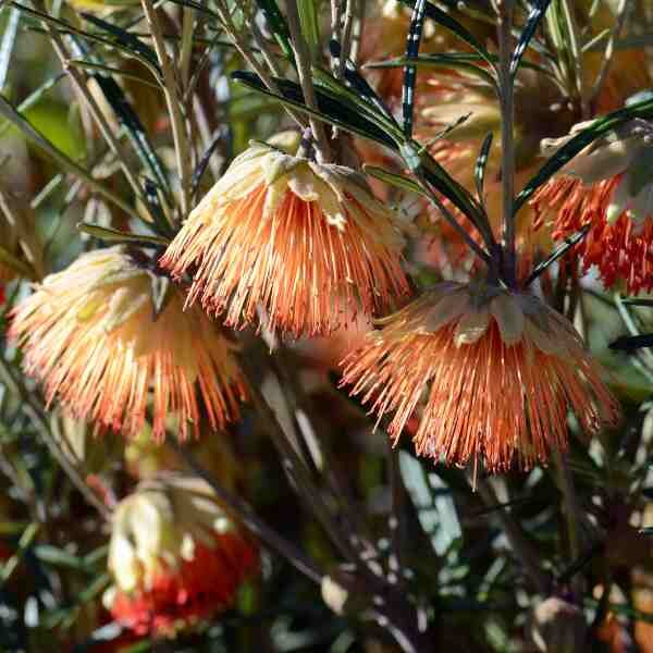 yanchep-rose-seeds-4 yanchep-rose-seeds-4
