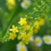 agrimonia-seeds=2