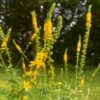 agrimonia-seeds=3