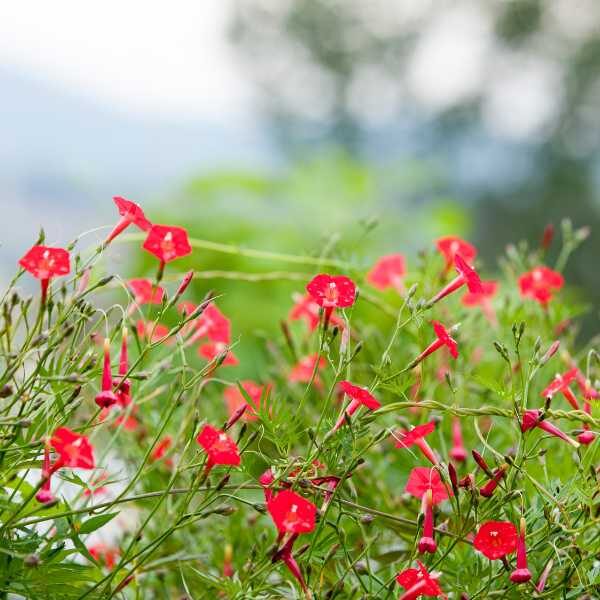 red-cardinalis-seeds3 ipomoea red cardinalis flowers