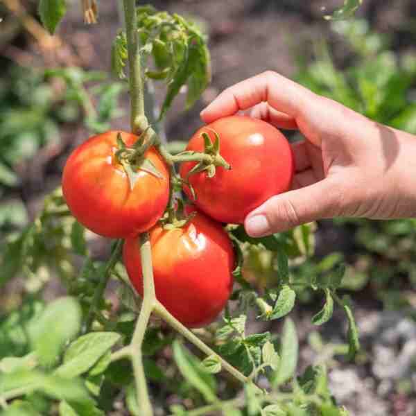 salad-tomato-giant-tree-2 salad-tomato-giant-tree-2