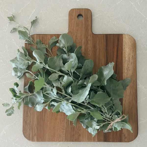 salt-bush-decorative-seeds salt-bush-decorative-seeds