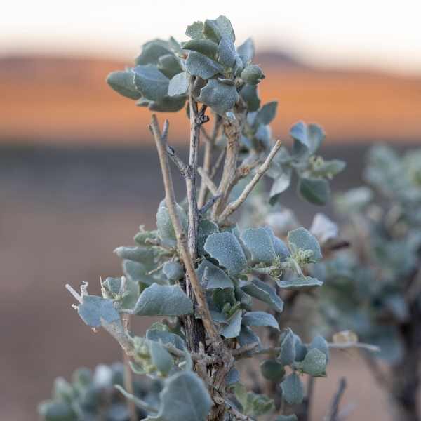 saltbush-seeds4 saltbush-seeds4
