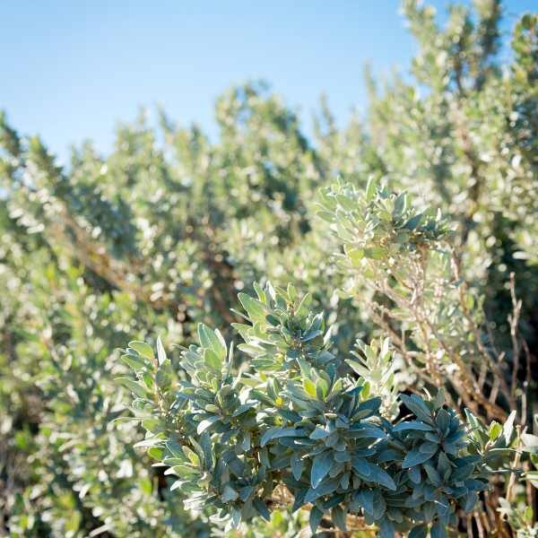 saltbush-seeds5 saltbush-seeds5