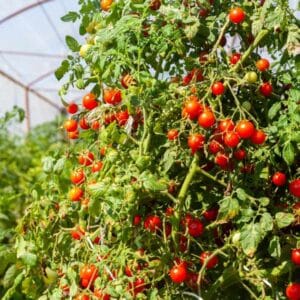 Tomato Giant Tree