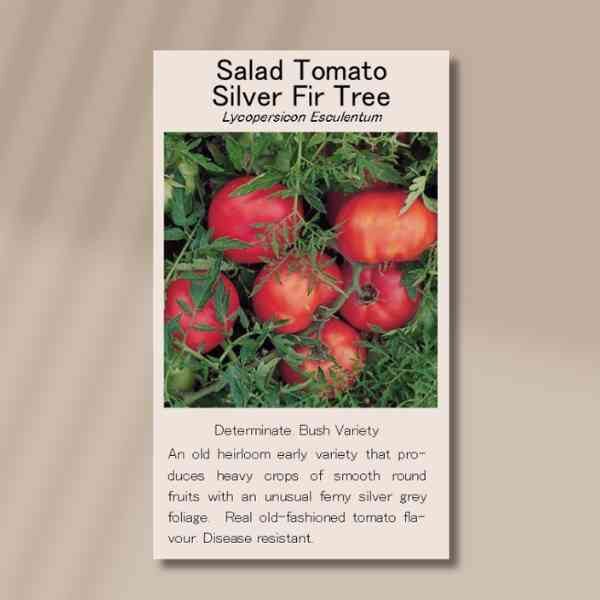tomato-silver-fir-tree-front tomato-silver-fir-tree-front