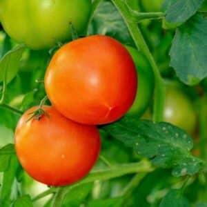 tomato-silvery-fir-tree-seeds-1