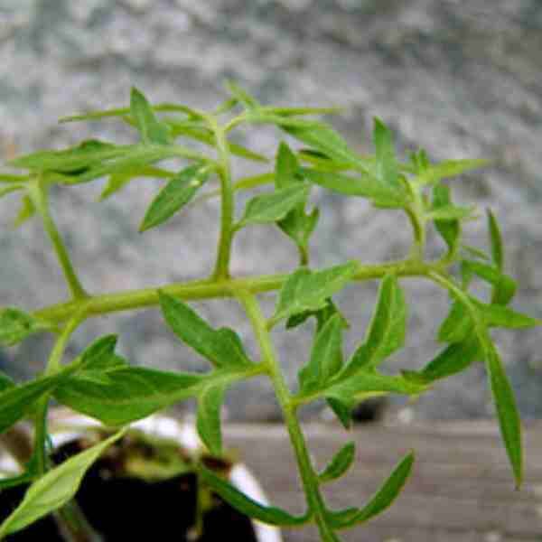 tomato-silvery-fir-tree-seeds tomato-silvery-fir-tree-seeds