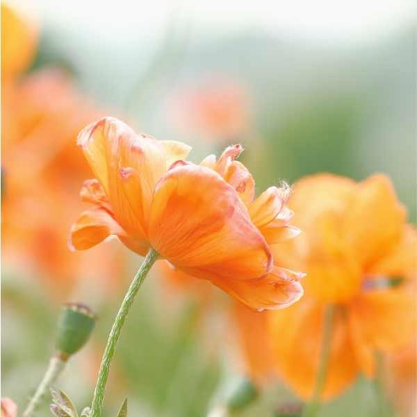 orientale-poppy-seeds-1 orientale-poppy-seeds-1