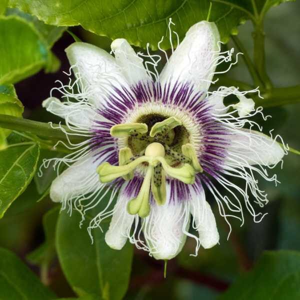 passionfruit-black-flower passionfruit-black-flower