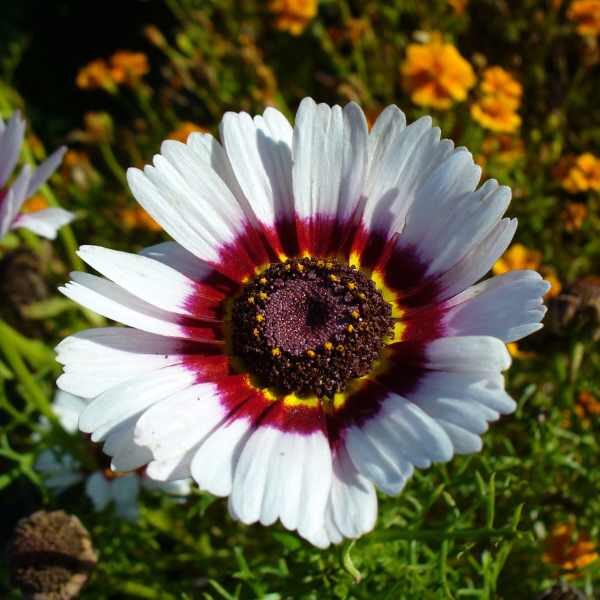 chrysanthemum-rainbow-seeds-2 chrysanthemum rainbow flower