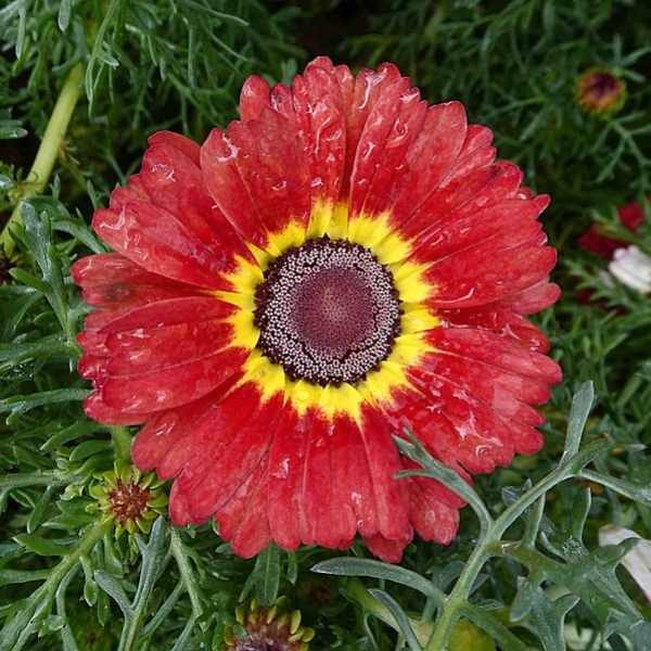 chrysanthemum-rainbow-seeds-3 chrysanthemum-rainbow-seeds-3