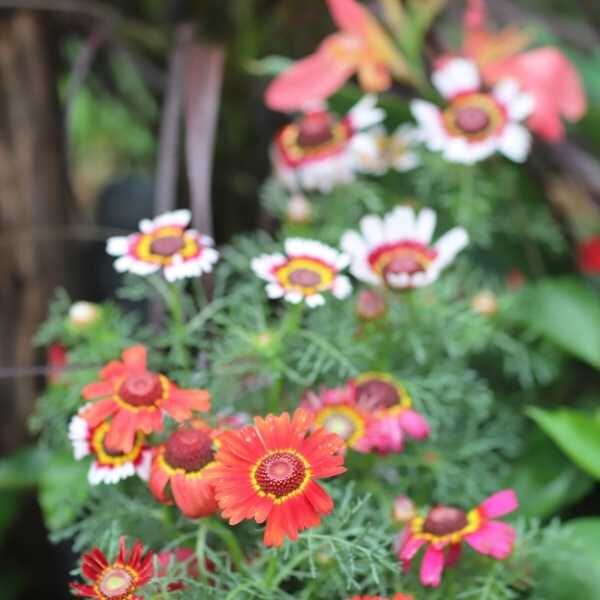 chrysanthemum-rainbow-seeds chrysanthemum-rainbow-seeds