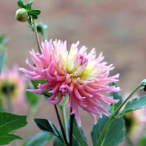 Dahlia