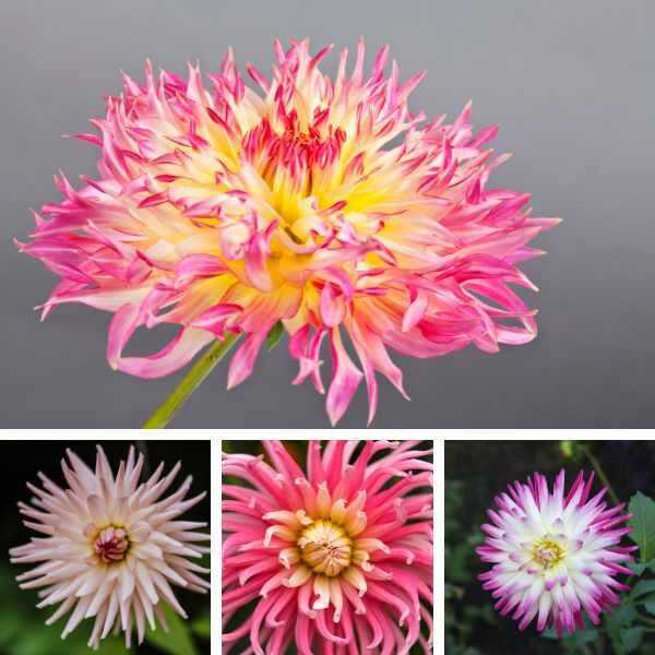 dahlia-cactus-mix-seed four shots of individual dahlia cactus mix flowers