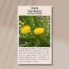 dandelion-front