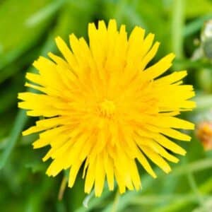 Dandelion