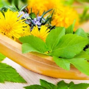 dandelion-seed5